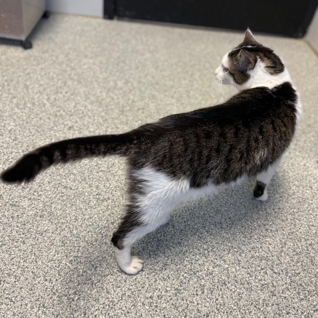 Enlarge Tutu, a Adoptable Domestic Short Hair in Monticello, IA image 4/6