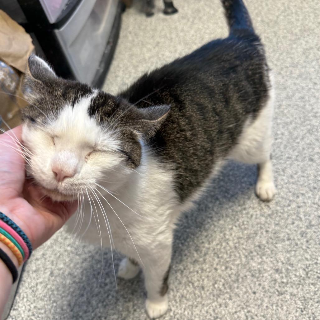 Enlarge Tutu, a Adoptable Domestic Short Hair in Monticello, IA image 5/6