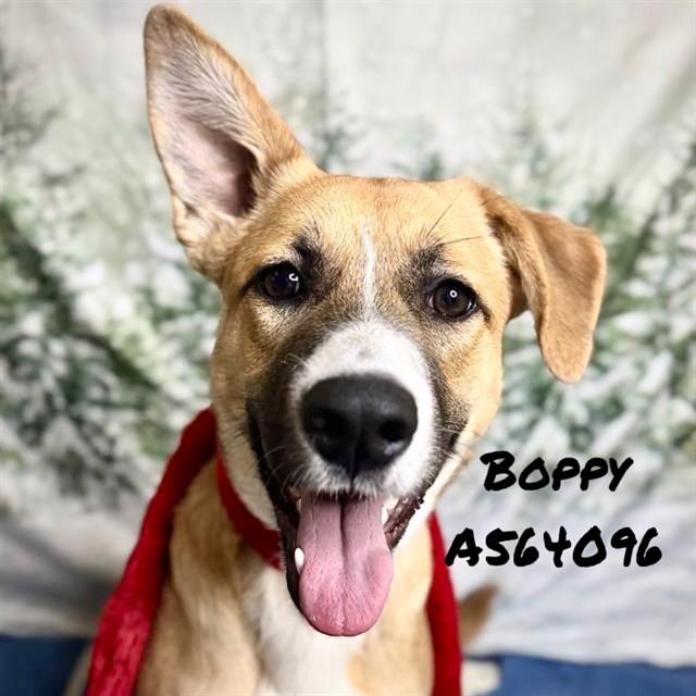 Enlarge BOPPY, a Adoptable mixed breed in Huntsville, AL image 1/1