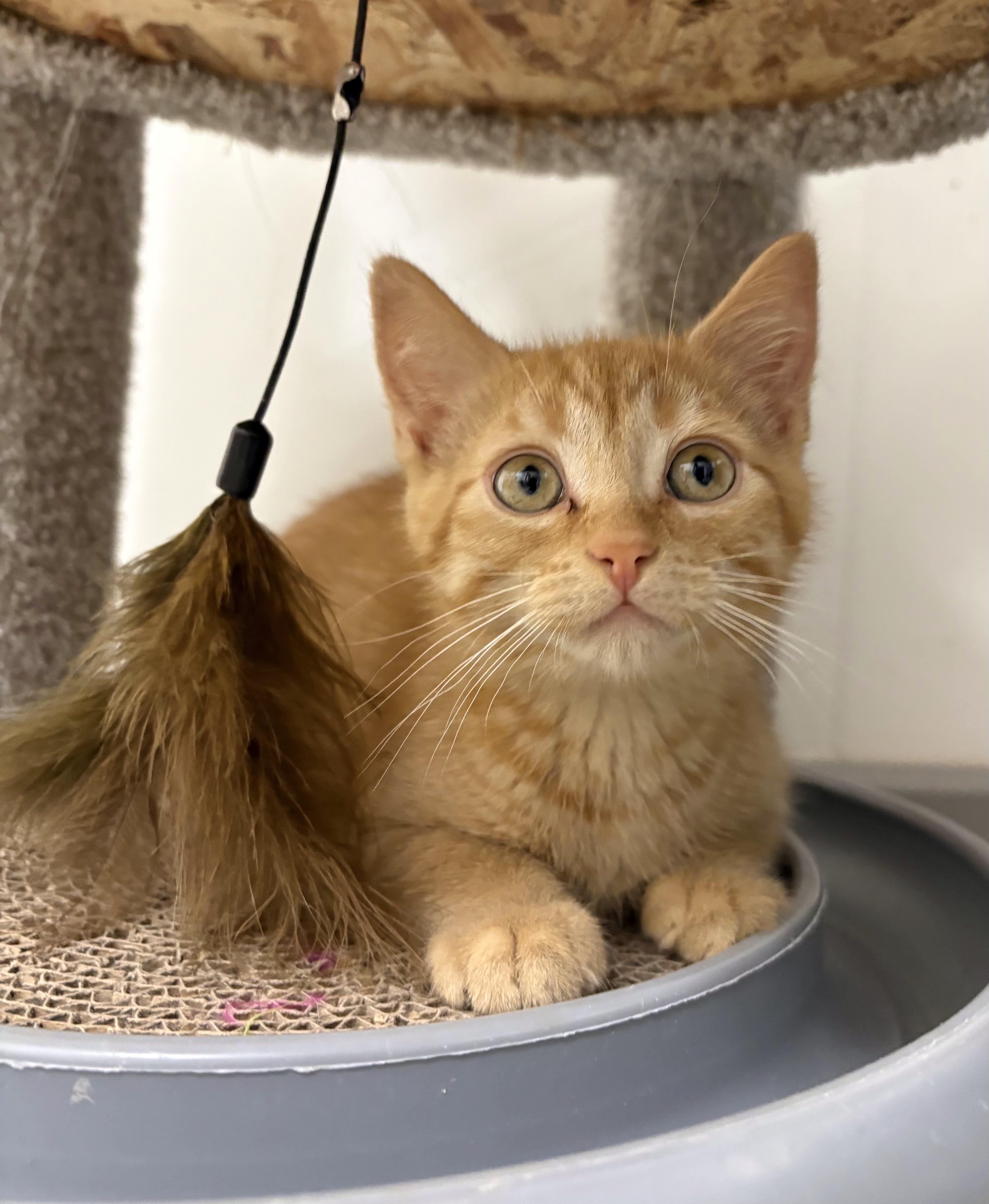 Rum Tum Tugger, ADOPTABLE, Kitten Male Domestic Short Hair.