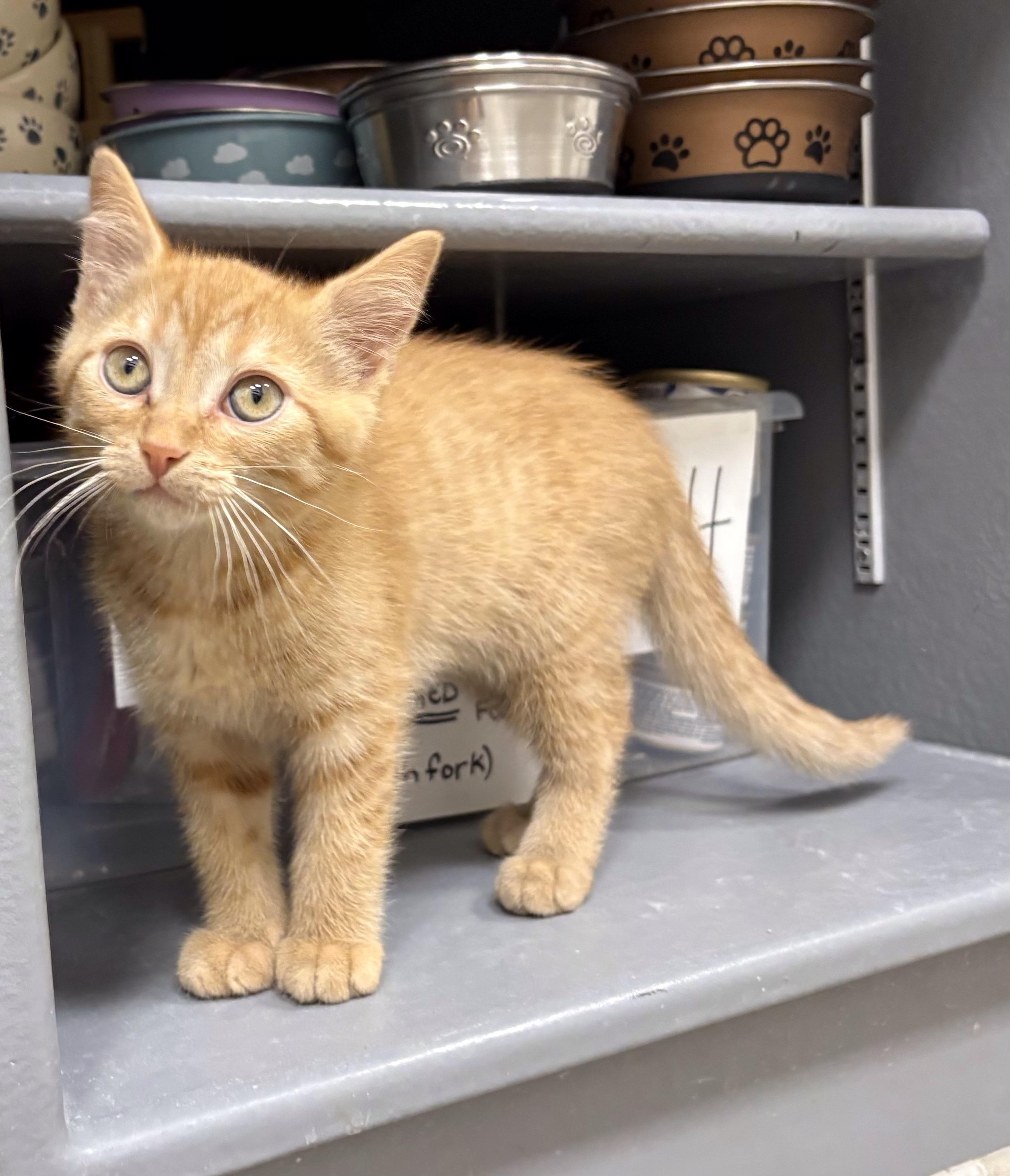 Rum Tum Tugger, a ADOPTABLE Domestic Short Hair in Pickering, ON image 2/3