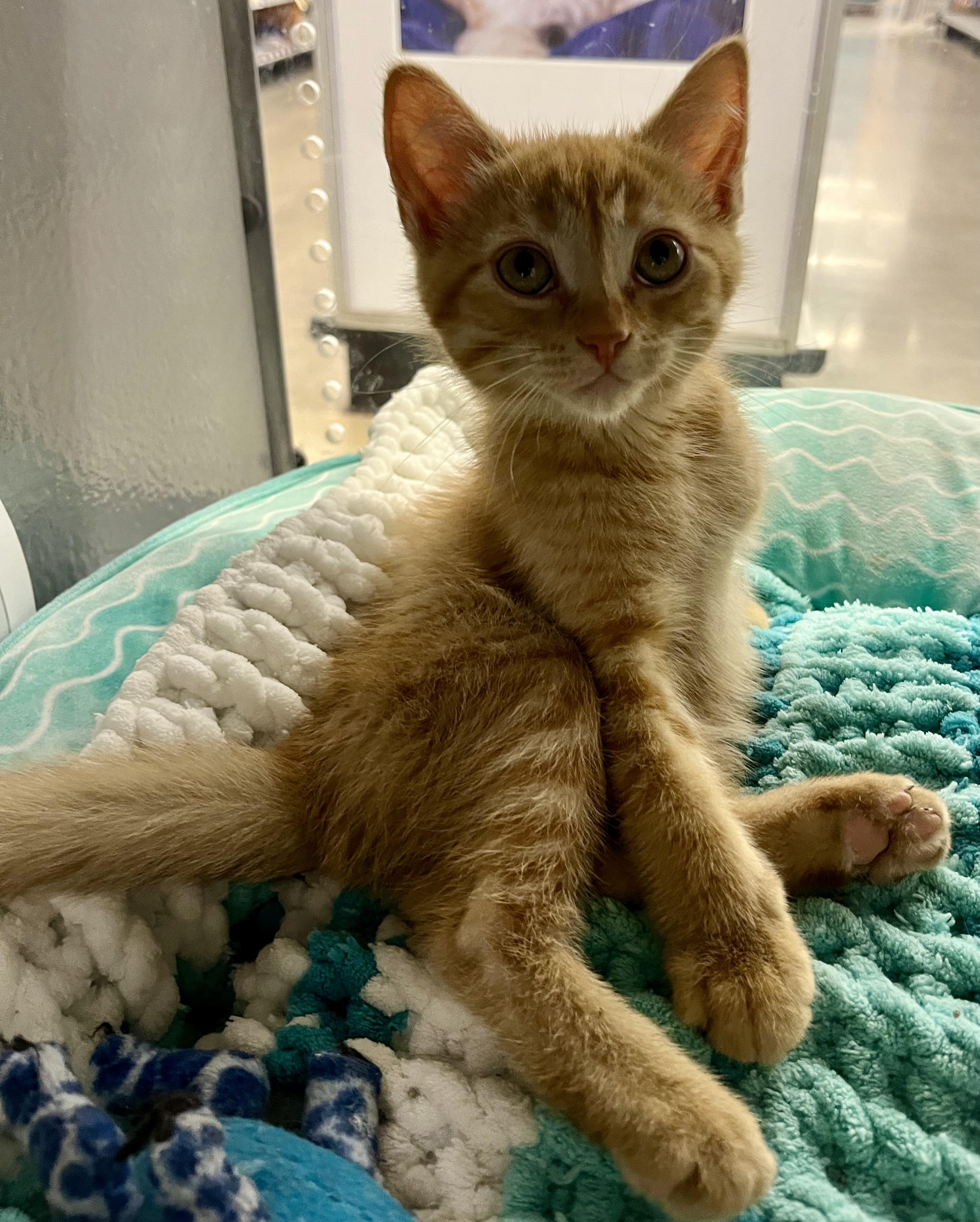Rum Tum Tugger, a ADOPTABLE Domestic Short Hair in Pickering, ON image 3/3