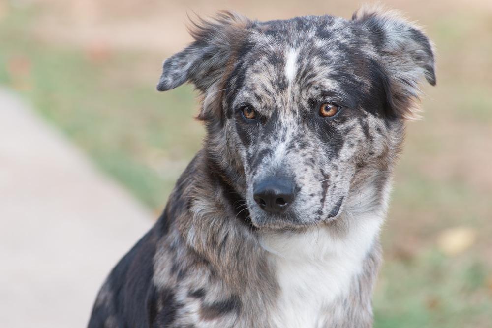 Enlarge Beasley, a Adoptable mixed breed in Richmond, TX image 1/1