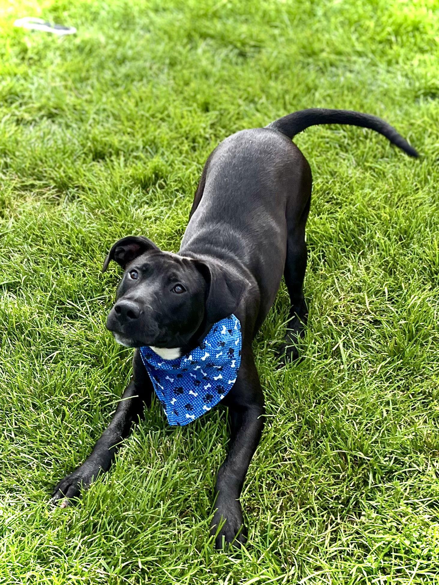 Tucker, Adopted, Young Male Labrador Retriever & Pit Bull Terrier.