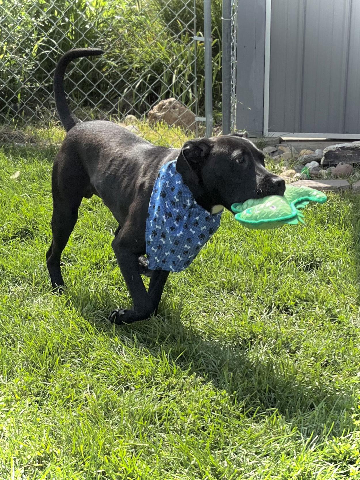 Enlarge Tucker, a Adopted mixed breed in Estherville, IA image 3/3