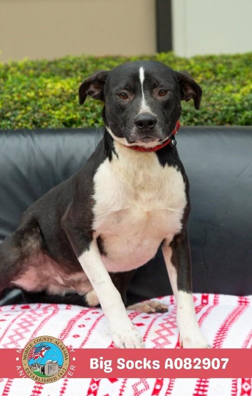 Enlarge Big Socks, a Adoptable Labrador Retriever in Mobile, AL image 2/3