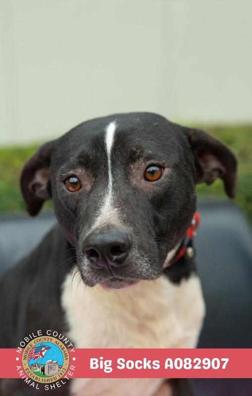 Enlarge Big Socks, a Adoptable Labrador Retriever in Mobile, AL image 3/3