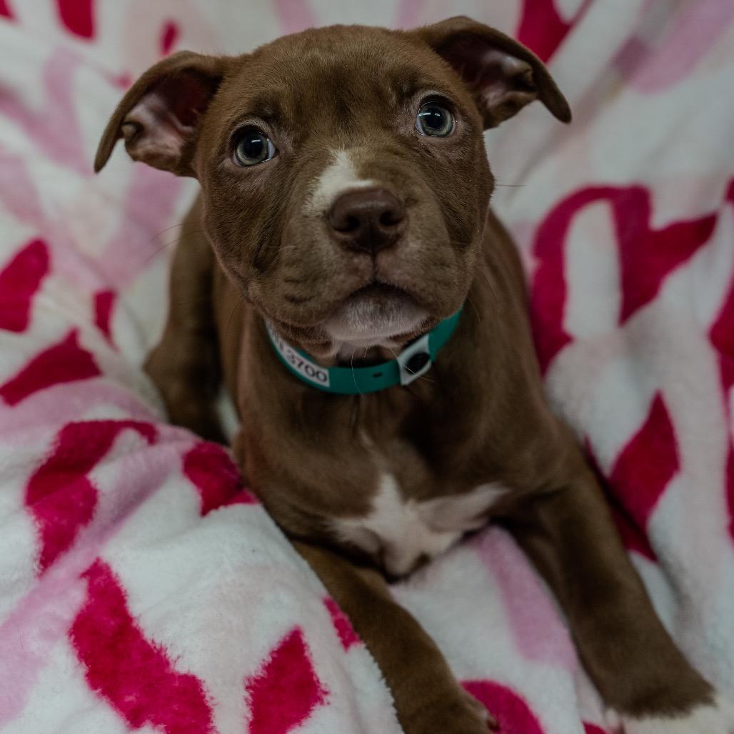 Hash Brown, Adoptable, Puppy Female American Staffordshire Terrier.