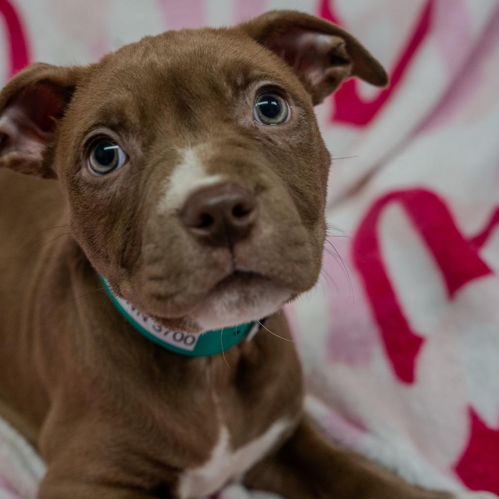 Enlarge Hash Brown, a Adoptable mixed breed in Pawling, NY image 2/5