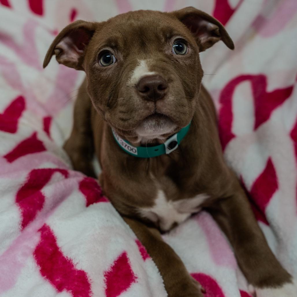 Enlarge Hash Brown, a Adoptable mixed breed in Pawling, NY image 3/5