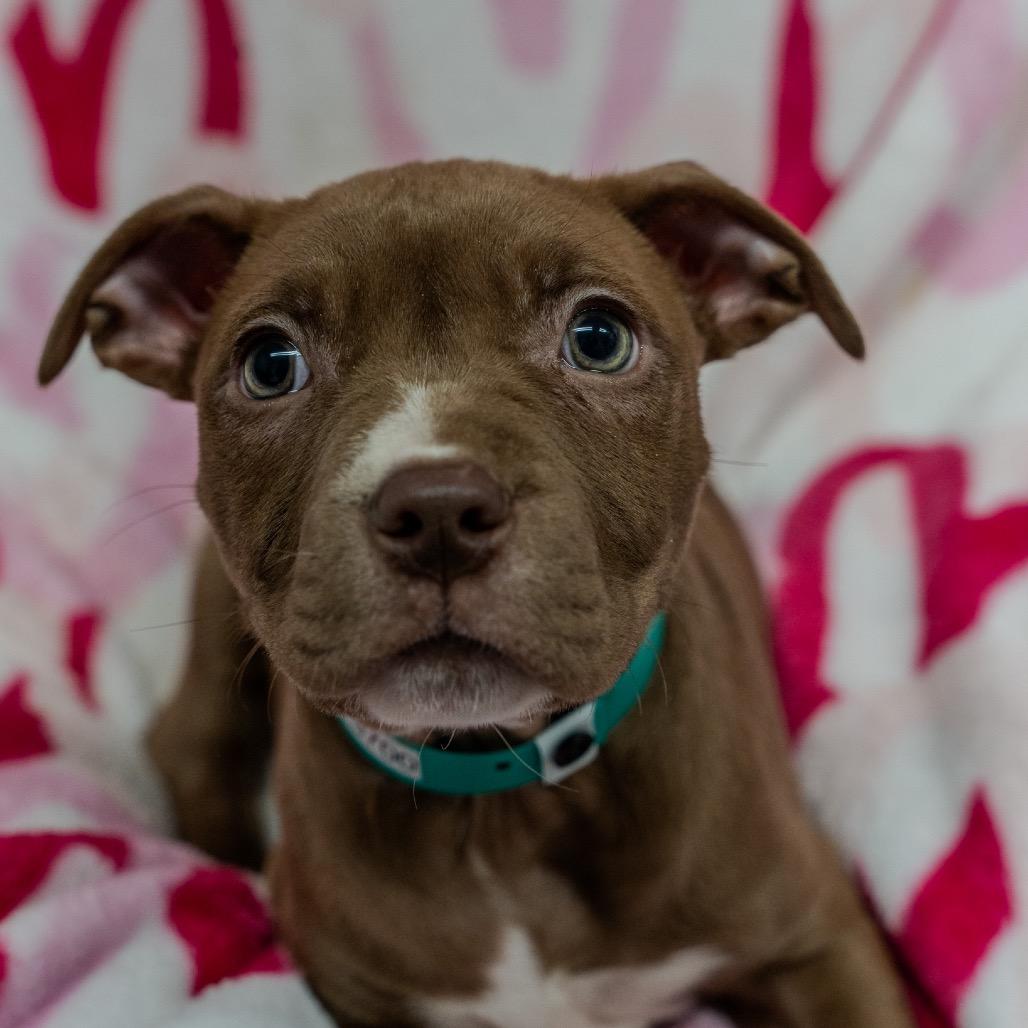 Enlarge Hash Brown, a Adoptable mixed breed in Pawling, NY image 4/5