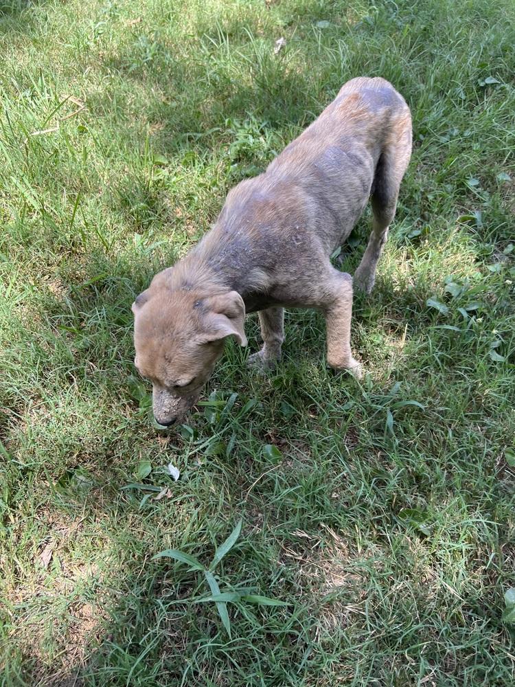Phoenix, Adoptable, Puppy Female American Bully.
