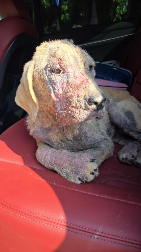 Enlarge Phoenix, a Adoptable mixed breed image 2/6