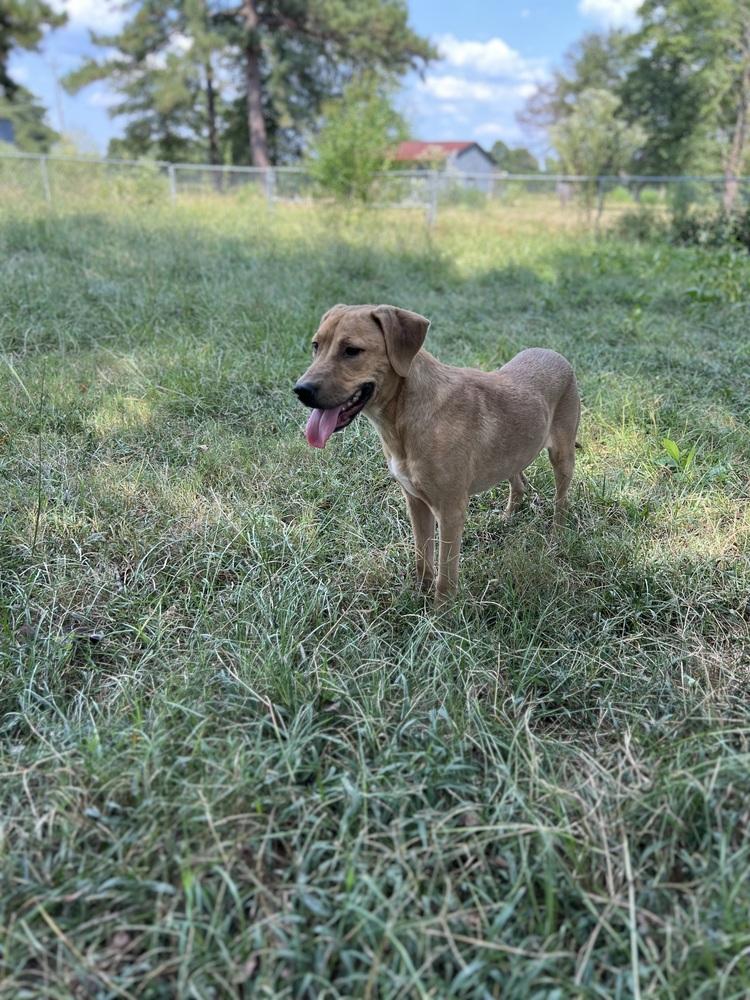 Enlarge Phoenix, a Adoptable mixed breed image 3/6