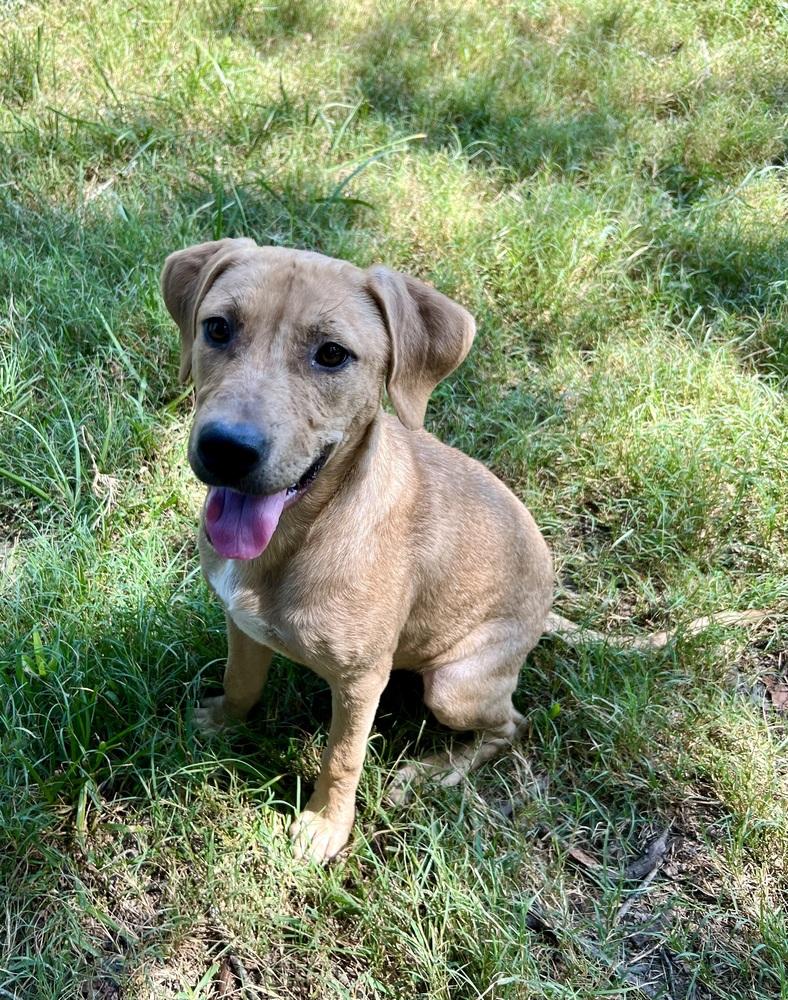 Enlarge Phoenix, a Adoptable mixed breed image 4/6