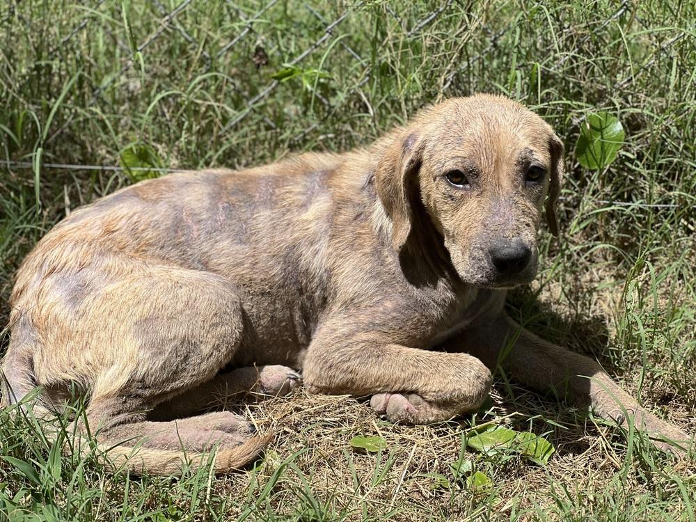 Enlarge Phoenix, a Adoptable mixed breed image 5/6