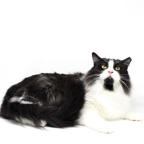 Enlarge Cow, a Adoptable Domestic Short Hair in Florence, AZ image 2/2