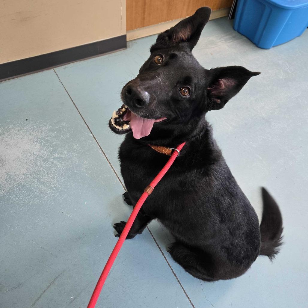 Batman, Adoptable, Adult Male German Shepherd Dog.