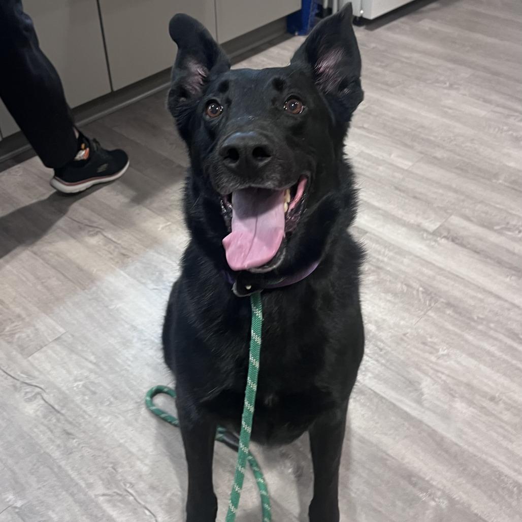 Enlarge Batman, a Adoptable German Shepherd Dog in Chesapeake, VA image 2/3