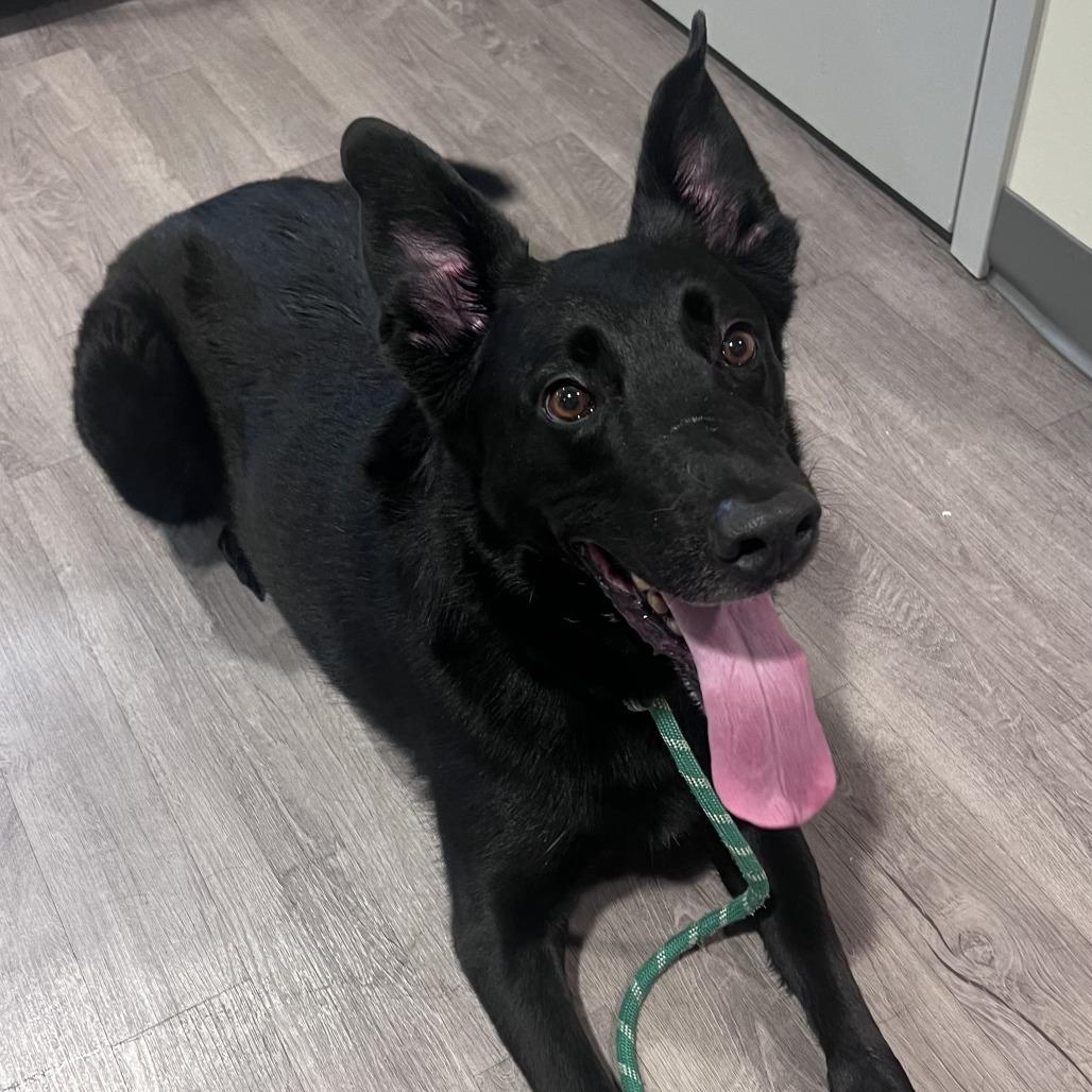Enlarge Batman, a Adoptable German Shepherd Dog in Chesapeake, VA image 3/3