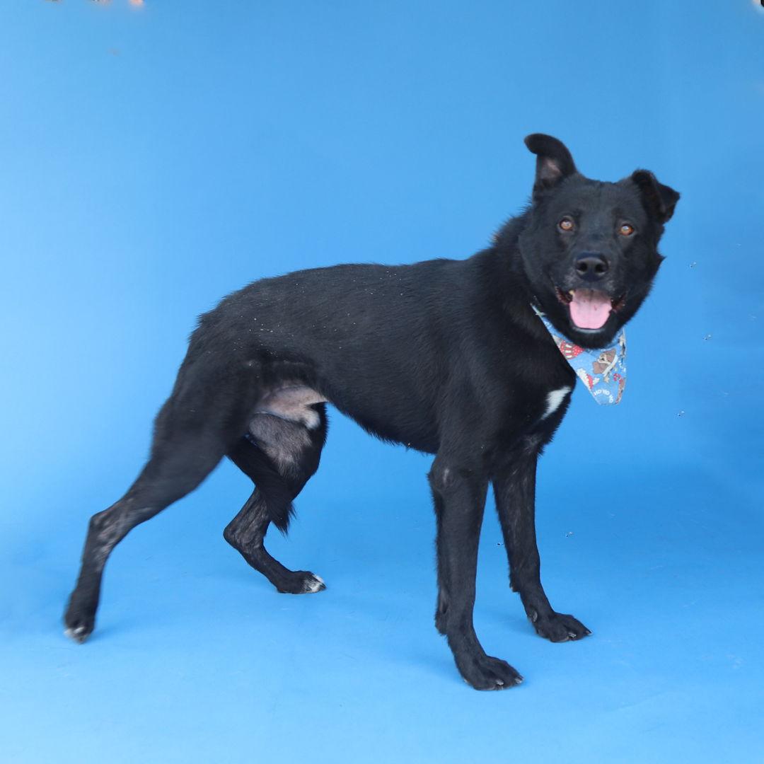 PRIETO, Adoptable, Senior Male Pit Bull Terrier.