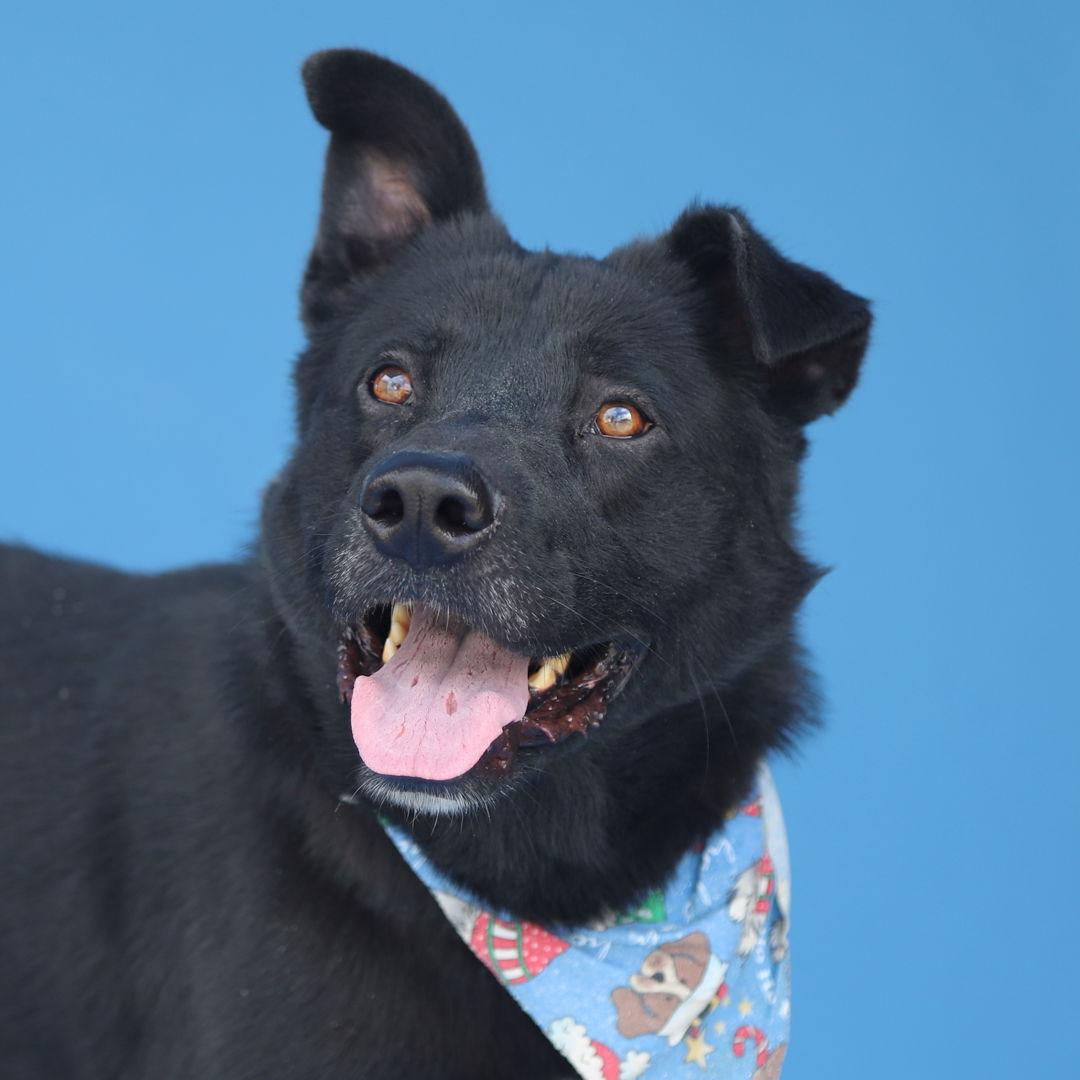 Enlarge PRIETO, a Adoptable Pit Bull Terrier in Pasadena, CA image 2/2