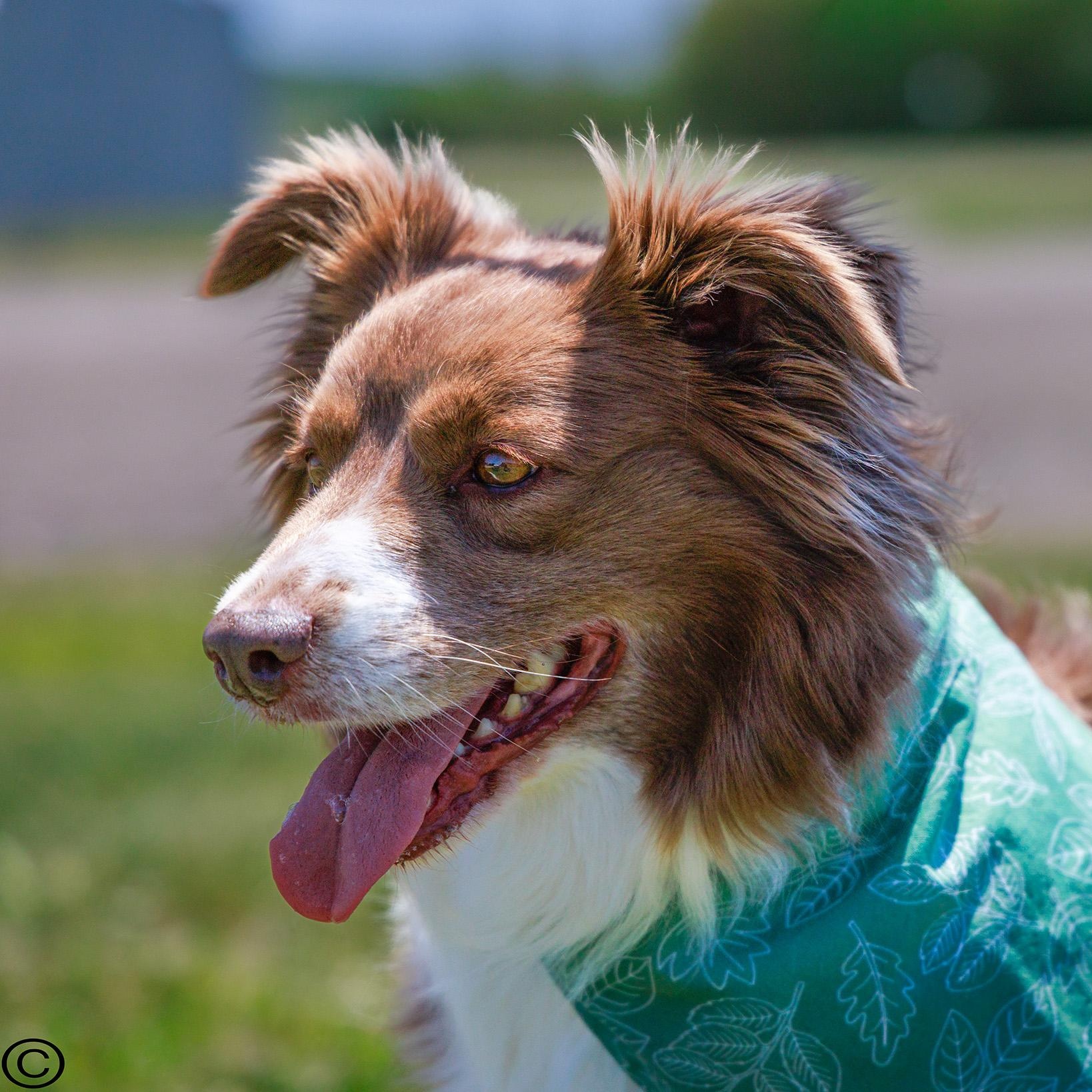 Dolly, adopted, Young Female Australian Shepherd.