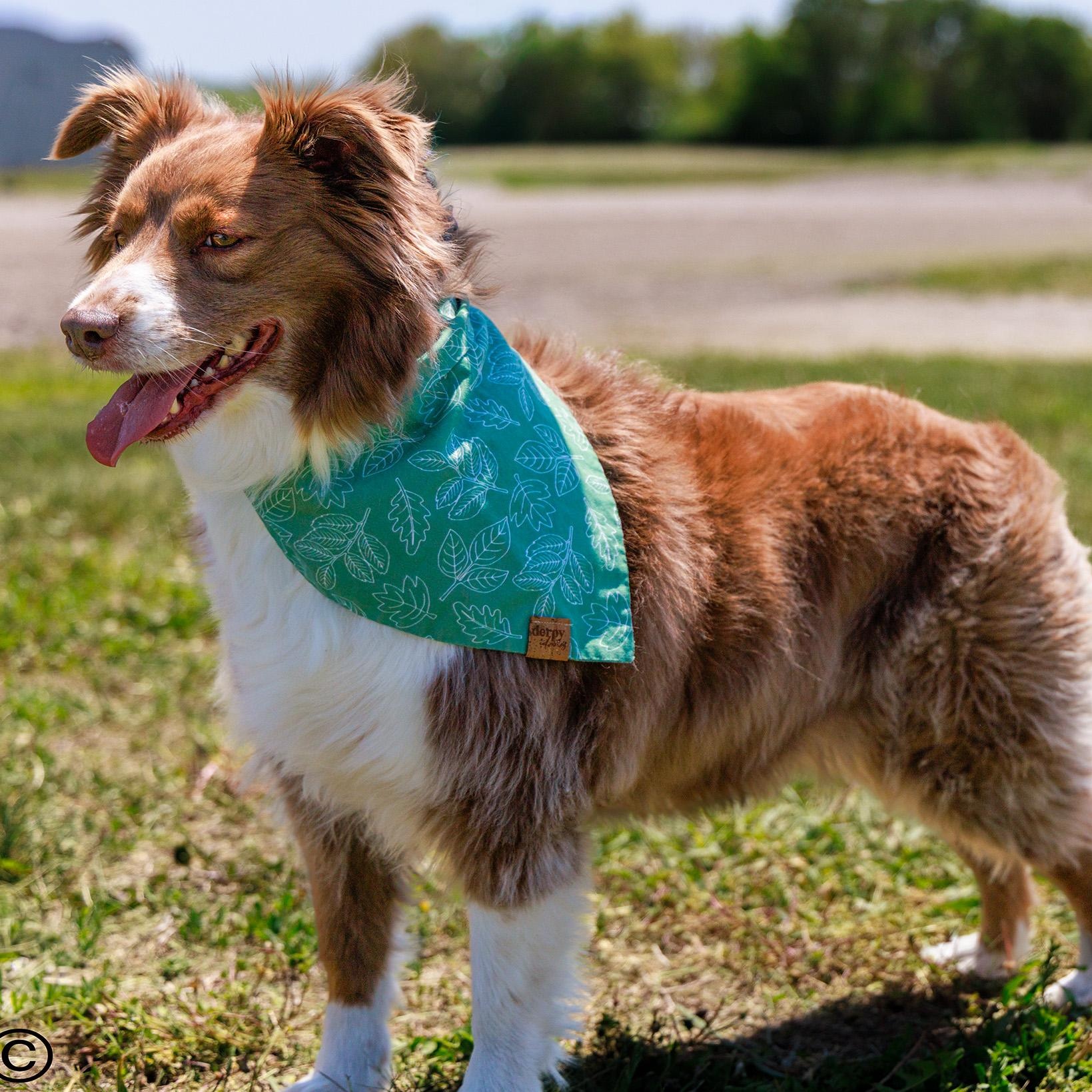 Dolly, an adopted Australian Shepherd in Clarinda, IA image 2/4