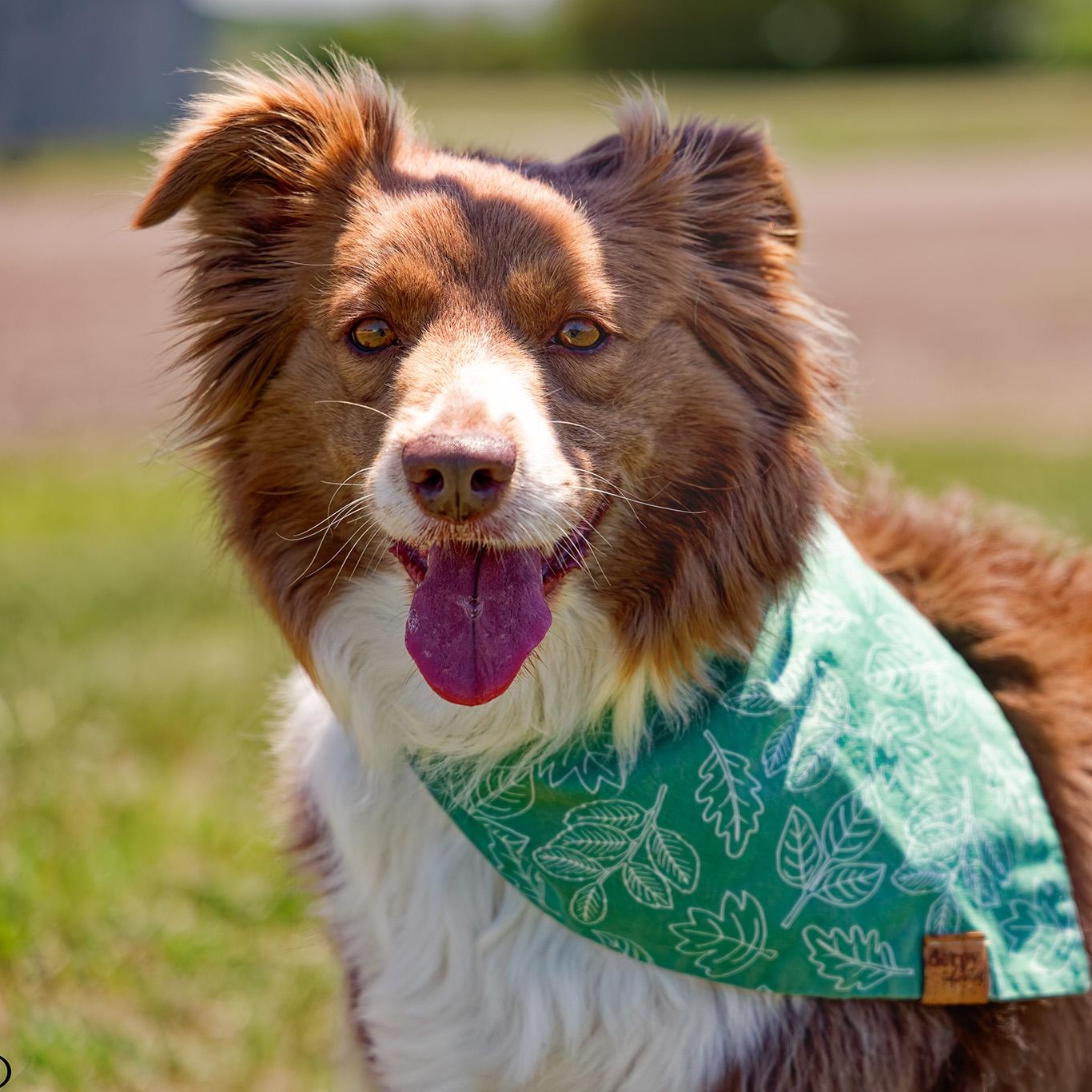 Dolly, an adopted Australian Shepherd in Clarinda, IA image 3/4