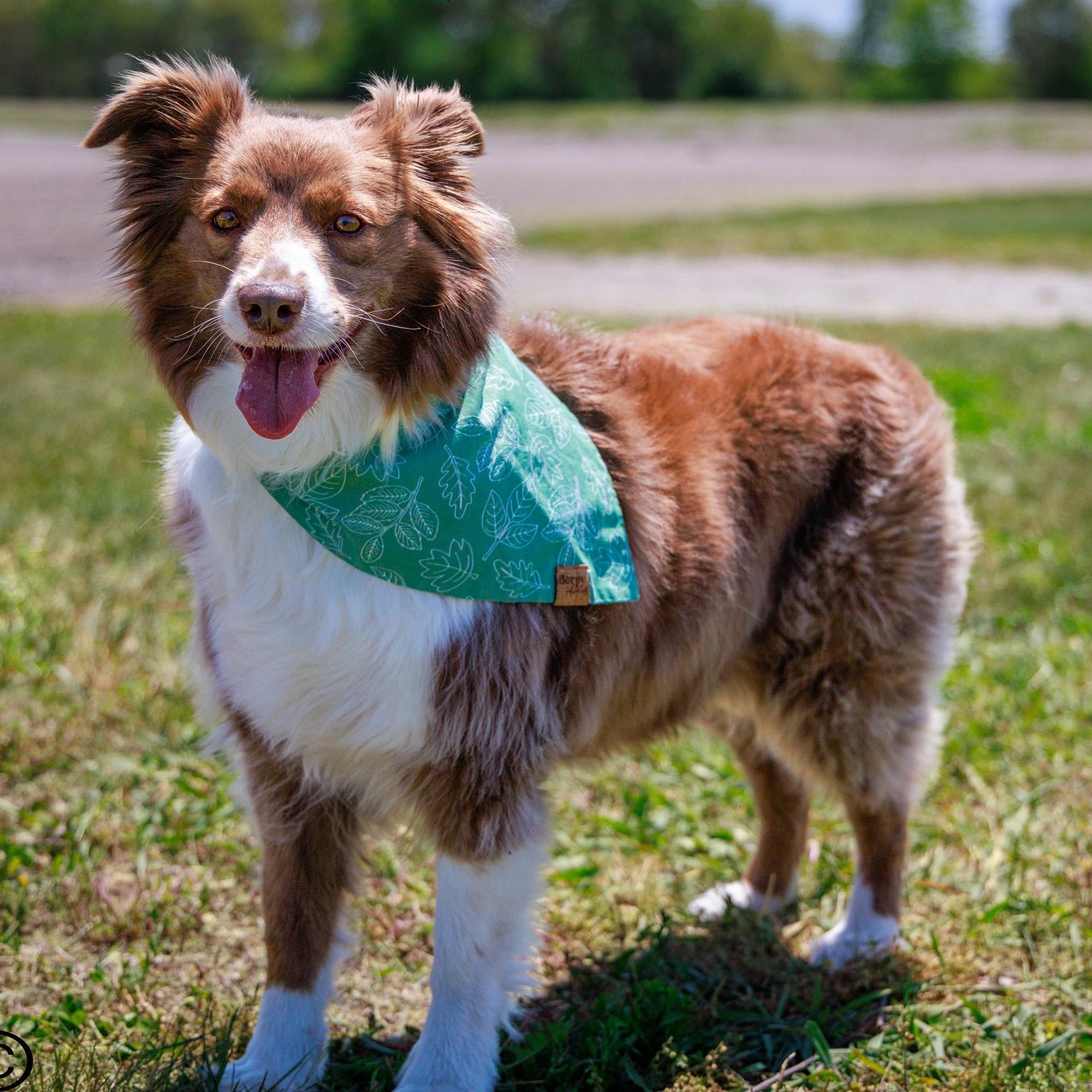 Dolly, an adopted Australian Shepherd in Clarinda, IA image 4/4