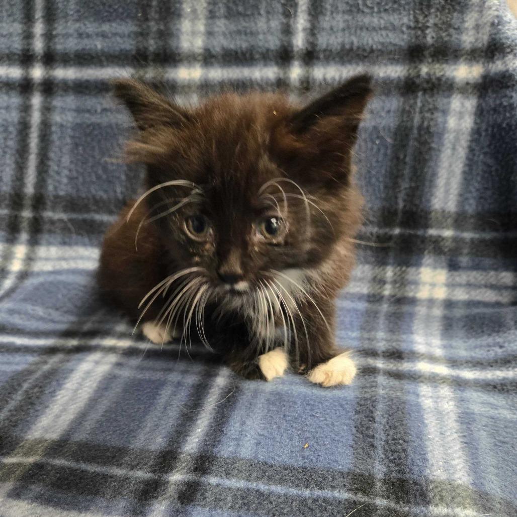 Fruity Pebbles, Adoptable, Kitten Female Domestic Long Hair.