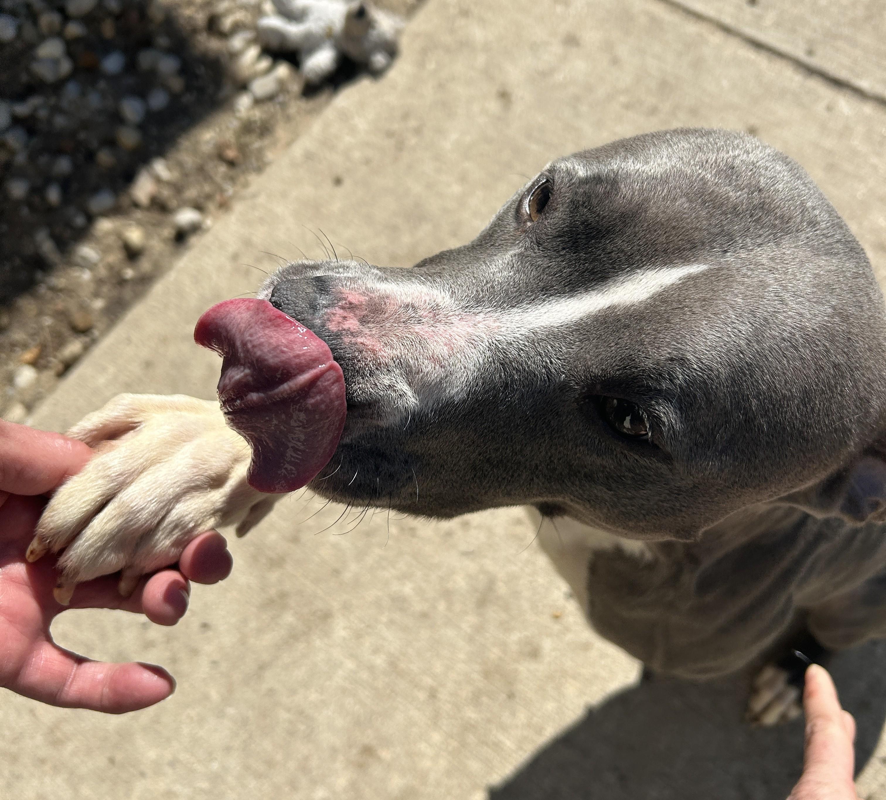 Maya, a ADOPTABLE mixed breed in Bellaire, MI image 2/4