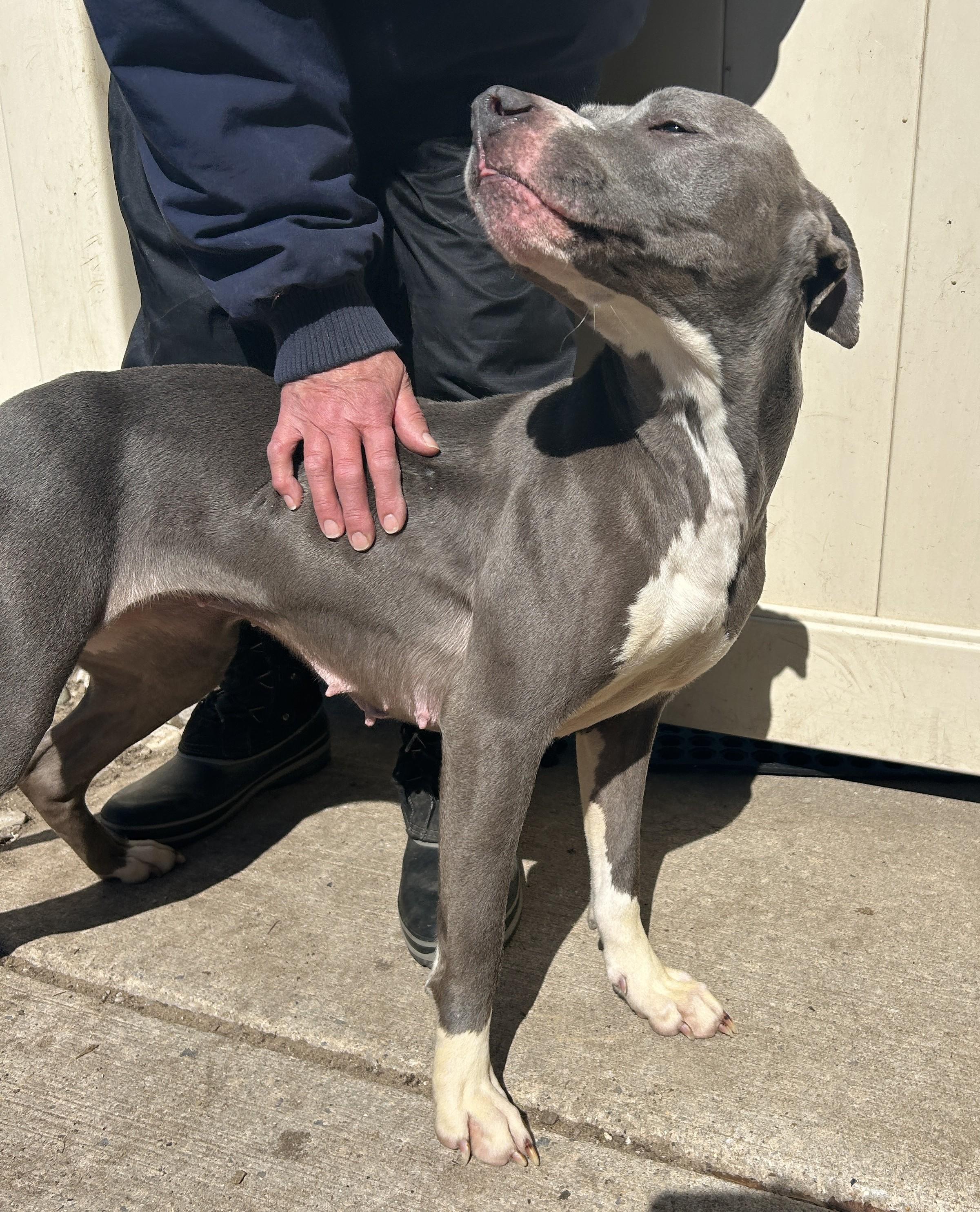 Maya, a ADOPTABLE mixed breed in Bellaire, MI image 1/4