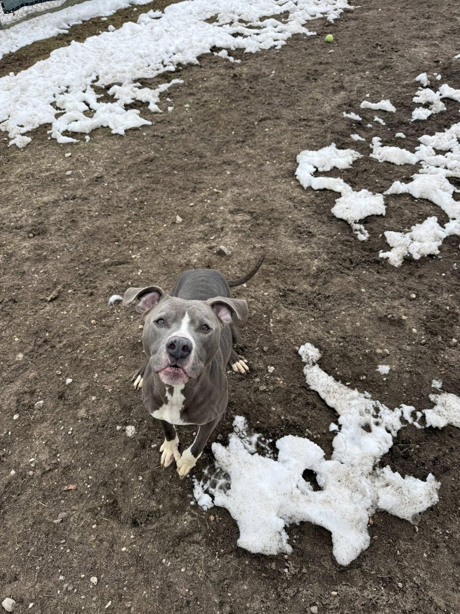 Enlarge Maya, a ADOPTABLE mixed breed in Bellaire, MI image 2/2