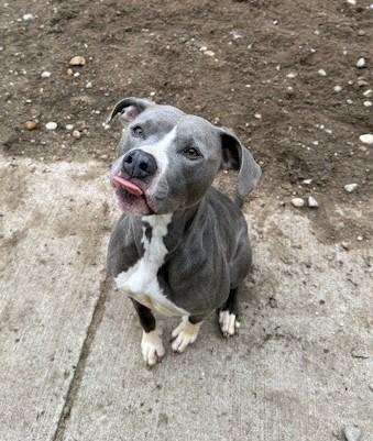 Maya, ADOPTABLE, Adult Female Pit Bull Terrier.