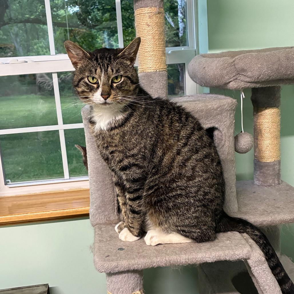 0526-37 FRA Bugsy, Adoptable, Adult Male Domestic Short Hair.