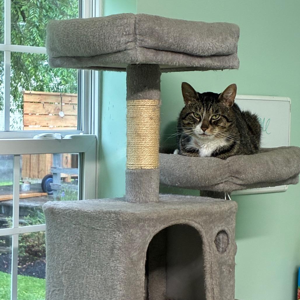0526-37 FRA Bugsy, a Adoptable Domestic Short Hair in Abingdon, MD image 2/3