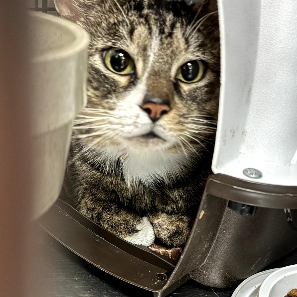 0526-37 FRA Bugsy, a Adoptable Domestic Short Hair in Abingdon, MD image 3/3