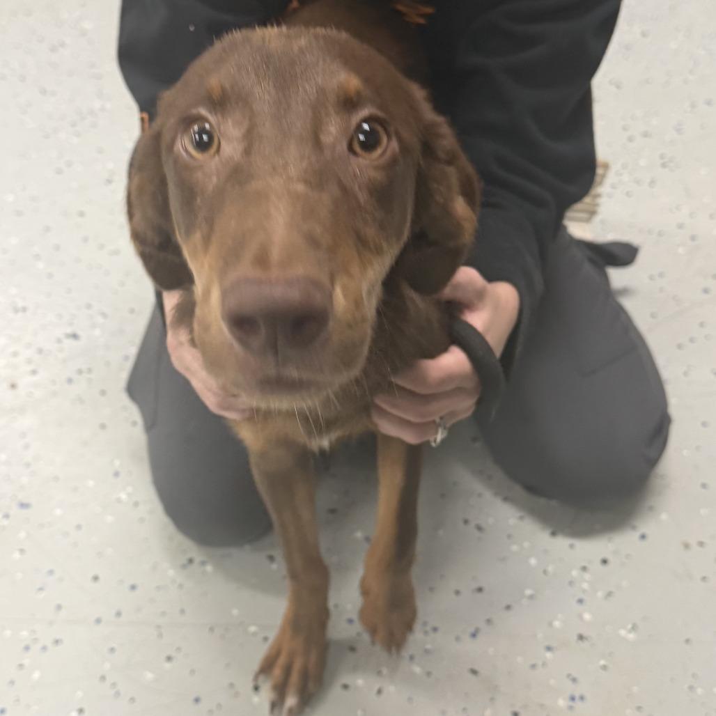 Koopa Troopa aka 091426-1D, Adoptable, Young Male Doberman Pinscher & Mixed Breed.