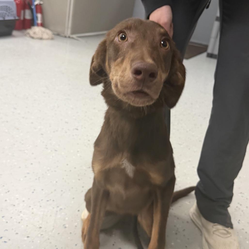 Enlarge Koopa Troopa aka 091426-1D, a Adoptable mixed breed in Marion, VA image 3/4