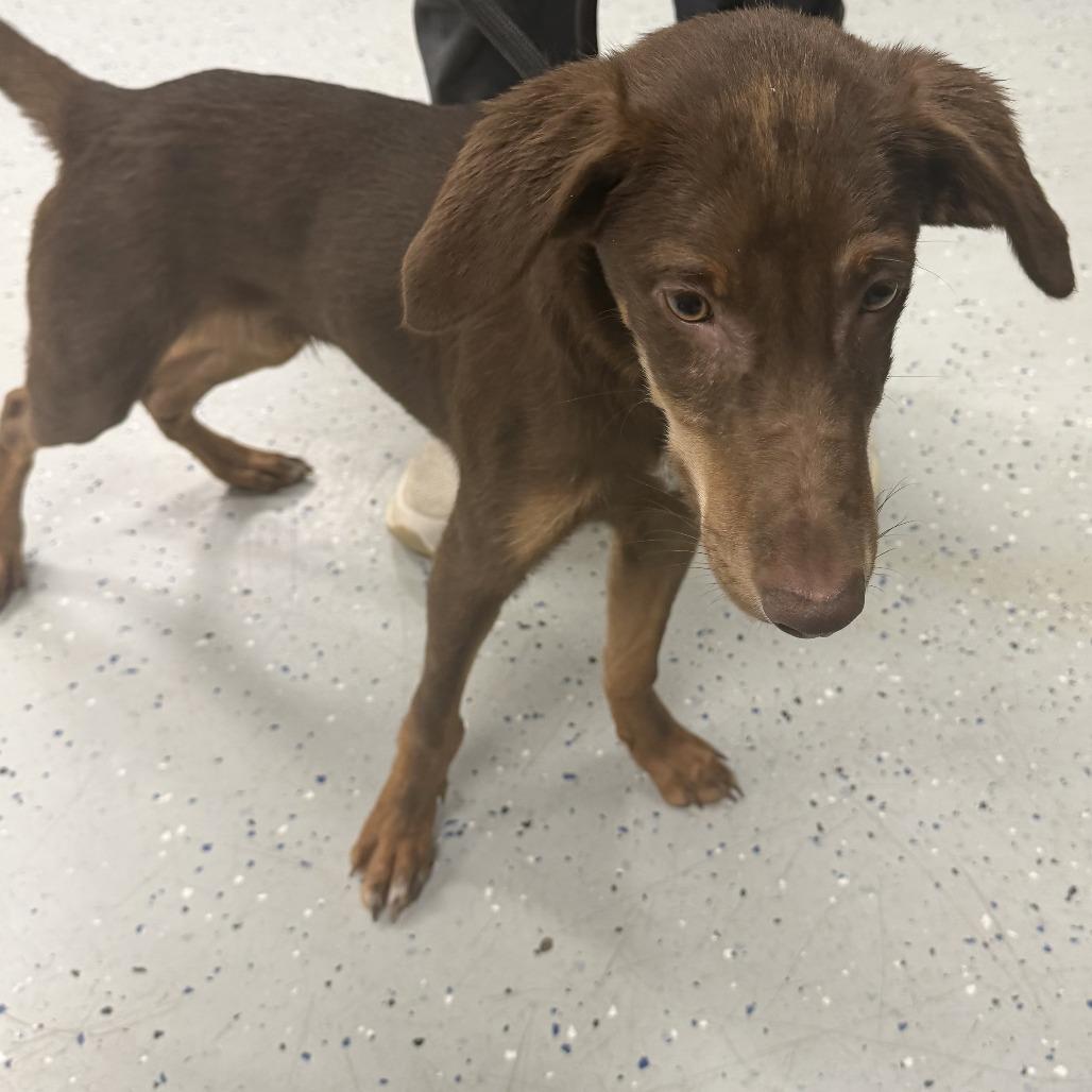 Enlarge Koopa Troopa aka 091426-1D, a Adoptable mixed breed in Marion, VA image 4/4