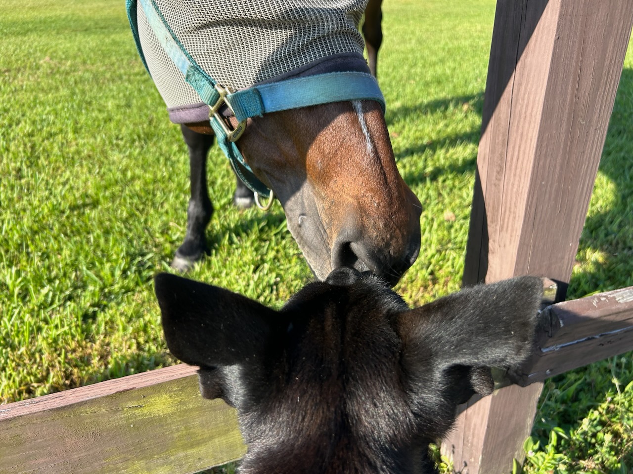 Mommy Nina, a Adoptable Australian Kelpie in Cape Coral, FL image 1/6