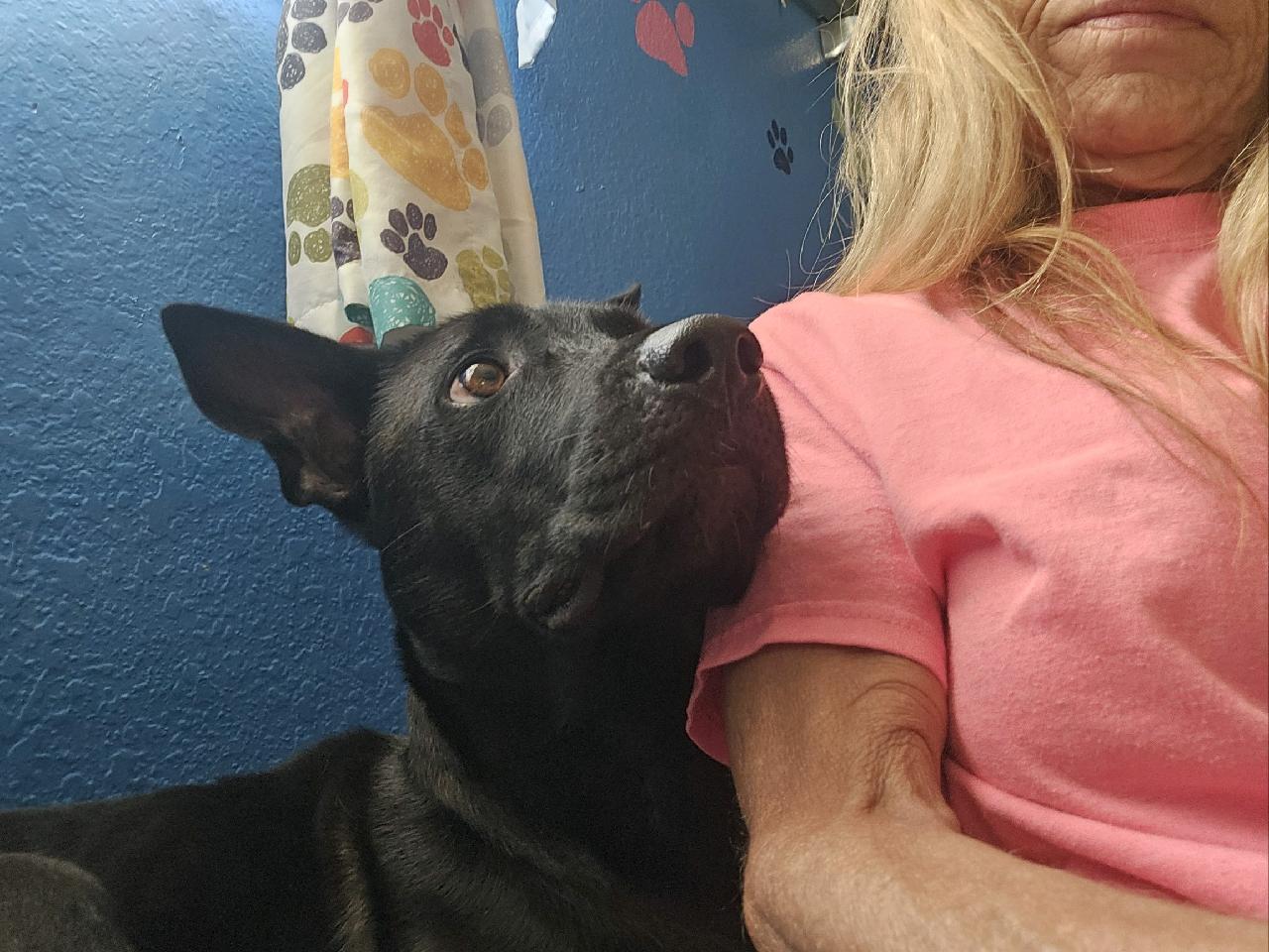 Mommy Nina, a Adoptable Australian Kelpie in Cape Coral, FL image 2/6