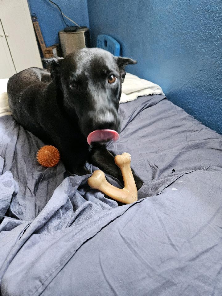 Mommy Nina, a Adoptable Australian Kelpie in Cape Coral, FL image 3/6