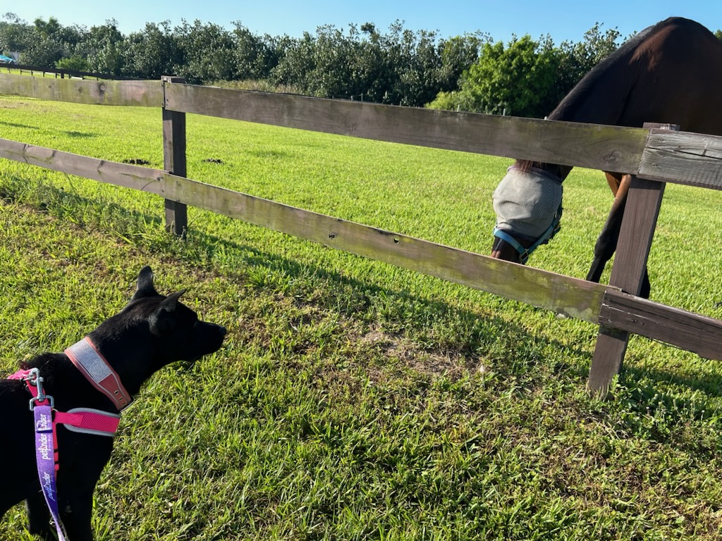 Mommy Nina, a Adoptable Australian Kelpie in Cape Coral, FL image 4/6