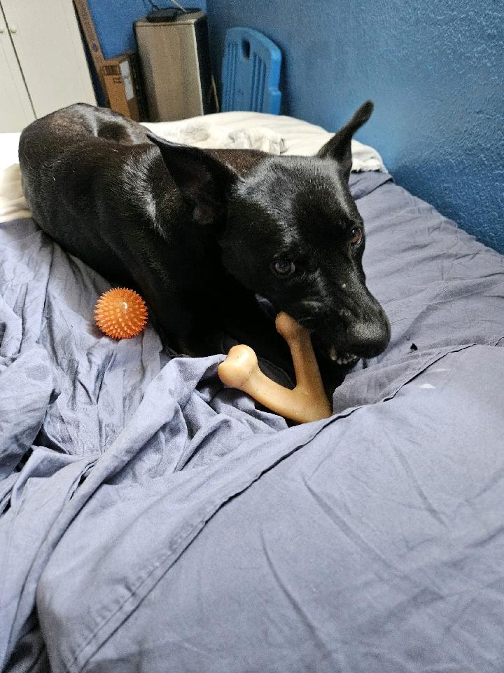 Mommy Nina, Adult Female Australian Kelpie