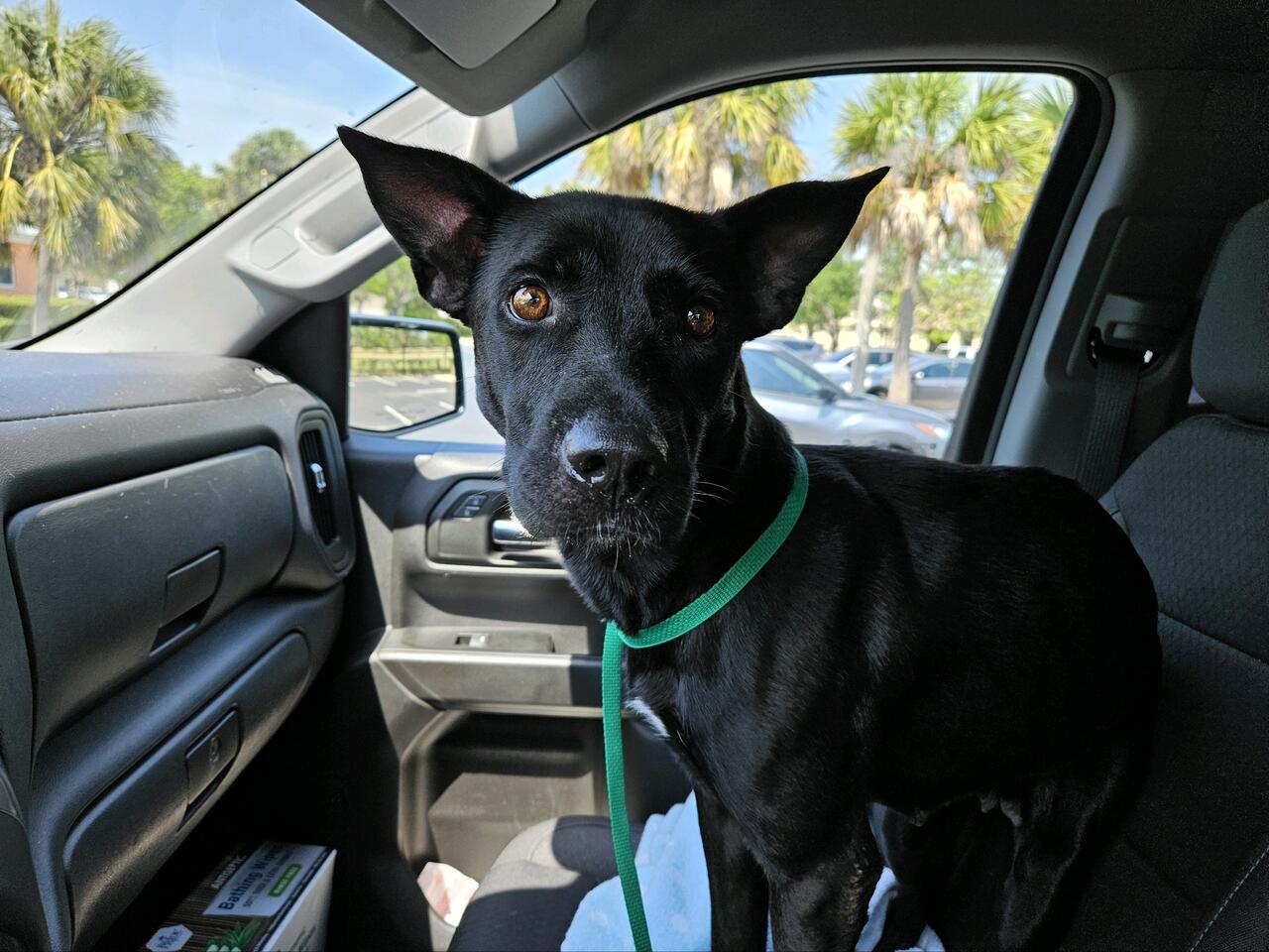 Mommy Nina, a Adoptable Australian Kelpie in Cape Coral, FL image 6/6