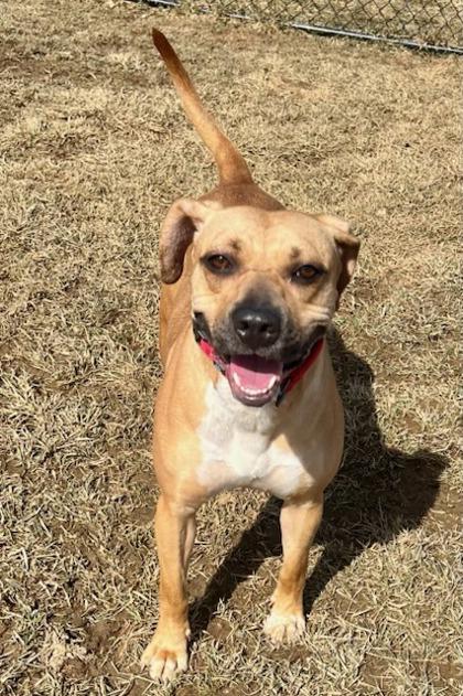 Enlarge DIAMOND, a Adoptable mixed breed in Belmont, NY image 1/3