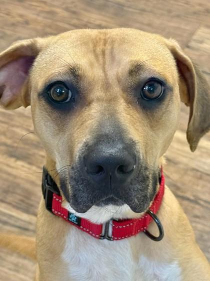 Enlarge DIAMOND, a Adoptable mixed breed in Belmont, NY image 2/3