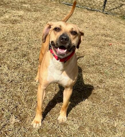 Enlarge DIAMOND, a Adoptable mixed breed in Belmont, NY image 3/3